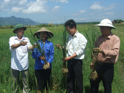 Cán bộ phòng NN&PTNT Yên Thủy kiểm tra tình hình dịch bệnh trên lúa